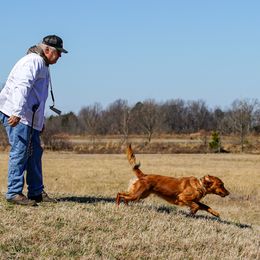 Golden Retriever and Labrador Retriever All Grown Up from James River Labrador Retrievers and Golden Retrievers