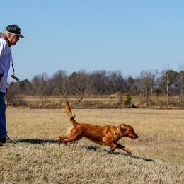 Golden Retriever and Labrador Retriever All Grown Up from James River Labrador Retrievers and Golden Retrievers