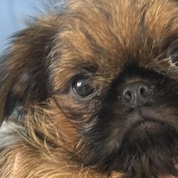 Brussels Griffons from 5C Brussels Griffons