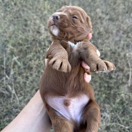 Pumpkin - Red  male Goldendoodle puppy in Point, Texas from Tiny Paws Goldendoodles