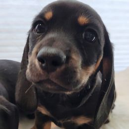 Green - Black and tan male Dachshund puppy in Kempner, Texas from Russell Farms Dachshund