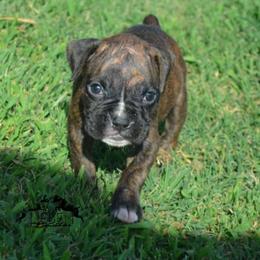 Toast - Brindle female Boxer puppy in Earlsboro, Oklahoma from Lieben Boxers