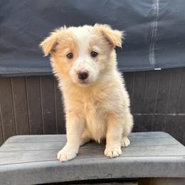 Nova - White and gold female Border Collie puppy in Mckinney, Texas from Border Collies of Ruidoso