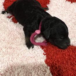 Hot Pink - Phantom female Poodle puppy in Simms, Texas from Donna’s Aussies & Pink Heart Poodles