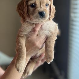 Cavapoo Puppies from Puppylove for Doodles