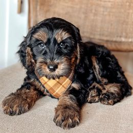 Aretha Franklin - Black female Australian Labradoodle puppy in Decatur, Alabama from Southern Meadows Doodles