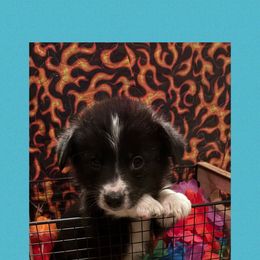 Turquoise collar - Black and white male American Corgi puppy in Golden Valley, Arizona from Mahala Henry