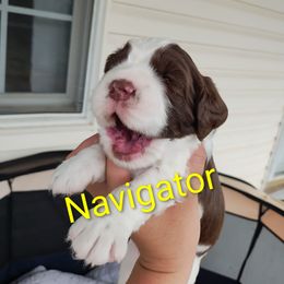 Mr. Navigator - Liver and white male English Springer Spaniel puppy in Kingsport, Tennessee from Leandra's English Springer Spaniels