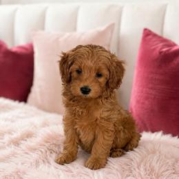 Maple - Red female Maltipoo puppy in St. George, Utah from Winchester Hills Poodles and Doodles