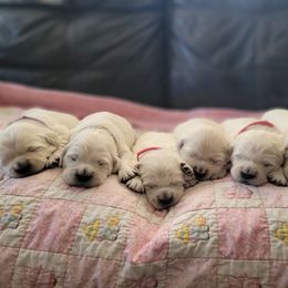 Golden Retriever Puppies from SDG Goldens