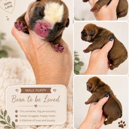 Maverick - Fallow male Bulldog puppy in Marysville, Washington from BulldogWA