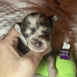 Rocky - Merle male Chihuahua puppy in Bellmore, New York from Alyce’s Angels
