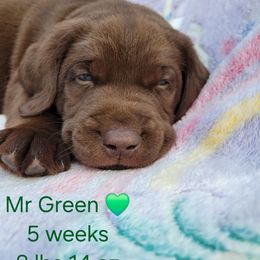 Mr. Green - Chocolate male Labrador Retriever puppy in Deary, Idaho from Sunset Pines Labradors