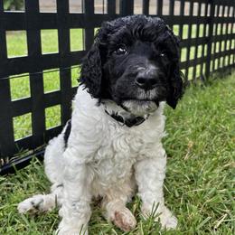 Lucasta - Black Collar - Parti male Poodle puppy in Monroe, North Carolina from The Klepper Homestead