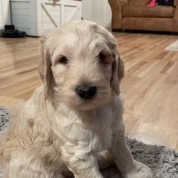 "Chris" Goldendoodle Puppies from Lady’s Goldendoodles