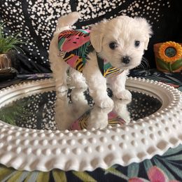 Assorted Doodle Crosses, Maltese, and Poodle Puppies from House of Poodles