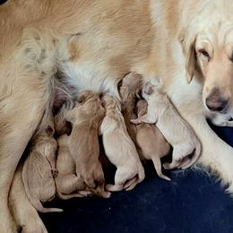 Goldendoodle puppies from Elliott's Elite Puppies