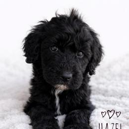 Hazel - Parti female Goldendoodle puppy in Warrensburg, Missouri from Supreme Doodles