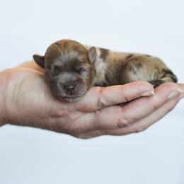 Tavi - Merle male Shihpoo puppy in Nickelsville, Virginia from The Teddybear Shihpoo