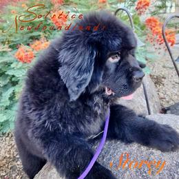Newfoundland Puppies from Solstice Newfoundlands