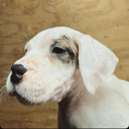 Purple - White female Dogo Argentino puppy in Powder Springs, Georgia from Primo Kennels