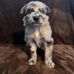 Girl 1 - Blue merle female Australian Shepherd puppy in Rose Hill, North Carolina from Motega Australian Shepherds