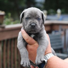 Orange Collar - Gray brindle male Cane Corso puppy in Lusby, Maryland from Coastal View Kennels