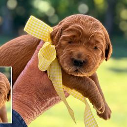 Miss Yellow Collar - Gold female Australian Labradoodle puppy in Wake Forest, North Carolina from Lucky Country Labradoodles
