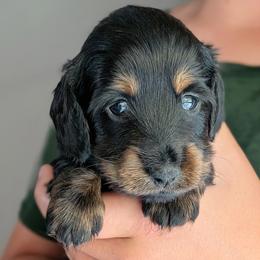 Milo - Black and tan male Dachshund puppy in Danbury, New Hampshire from Maplewood Mountain Farm