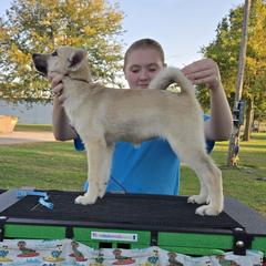 Tempo - Wheaten female Norwegian Buhund puppy in Lawton, Michigan from J-Lyn
