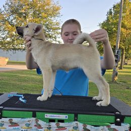 Tempo - Wheaten female Norwegian Buhund puppy in Lawton, Michigan from J-Lyn
