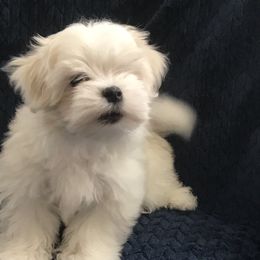 Maltese Puppies from May-Fam Maltese