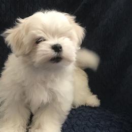 Maltese Puppies from May-Fam Maltese