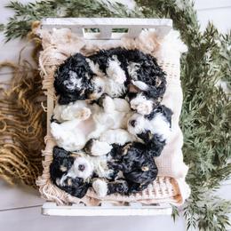 Bernedoodles, Goldendoodles, and Whoodles from Fleury Farm Doodles NC