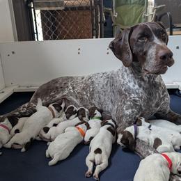 German Shorthaired Pointer Puppies from Halestorm Kennel