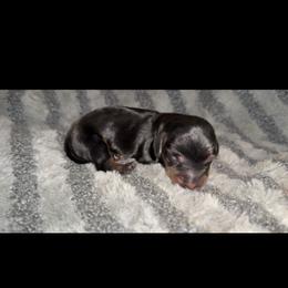 Black tan - Black and tan male Dachshund puppy in Carthage, Texas from Rafter C Ranch Doxies