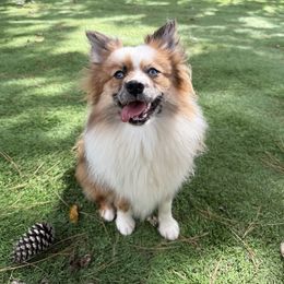 Tamale - Chocolate parti female Pomeranian puppy in Newport News, Virginia from Nel’s designer Pomeranians