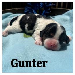 Gunter - Tri-color male Cavalier King Charles Spaniel puppy in Clinton, Oklahoma from Enchanted Spaniels