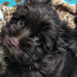 Raven - Liver female Yorkshire Terrier puppy in Gaylesville, Alabama from Sweet Alabama Yorkies