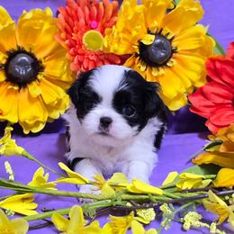 Black Girl (orange) - Black and white female Japanese Chin puppy in Tulsa, Oklahoma from Locust Creek Pugs & Japanese Chin's