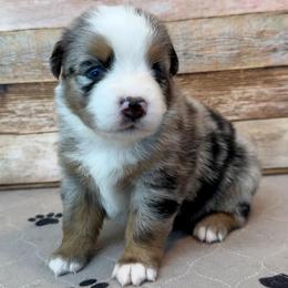 Winnie - Blue merle female Miniature Australian Shepherd puppy in Midway, Texas from L Bar W Aussie Ranch