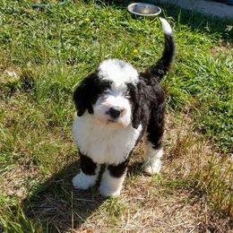 Bernedoodle, Double Doodle, and Goldendoodle Puppies from The Good Doodle
