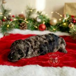 Linus - Merle male Goldendoodle puppy in Sterling, Connecticut from Justine’s Retrievers and Doodles