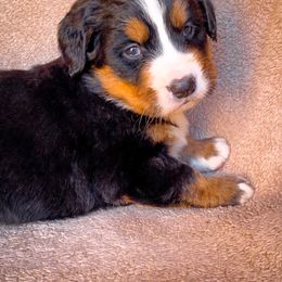 Bernedoodle, Bernese Mountain Dog, and Siberian Husky Puppies from Timberline Paws