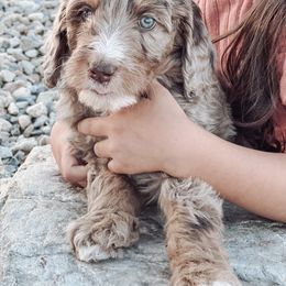 Aussiedoodle and Bernedoodle Puppies from High Desert Doodles