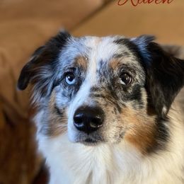 Raven  - Australian Shepherd