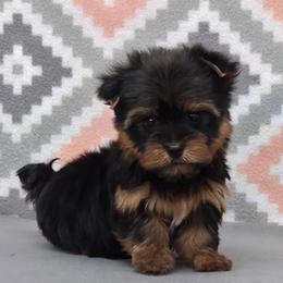 Mia - Blue and gold female Yorkshire Terrier puppy in Monticello, Iowa from Ashley’s Puppies