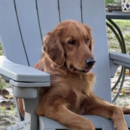 Dolly - Golden Retriever