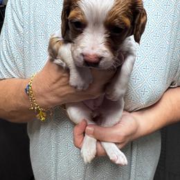 Clifford - Orange and white male Brittany puppy in Elko, Georgia from HillTop Brittany Kennel