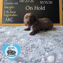 Hades - Chocolate and tan male Dachshund puppy in Hoquiam, Washington from Heyd's Mini Dachshunds